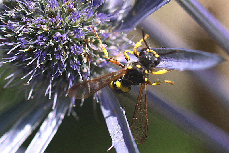 20100714 6562Mw [D~LIP] Blattwespe (Tenthredinidae), Bad Salzuflen