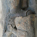 temple church