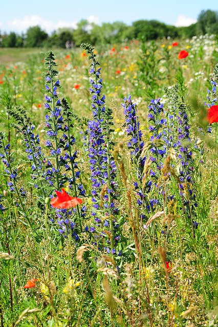 Blumenwiese am Deich