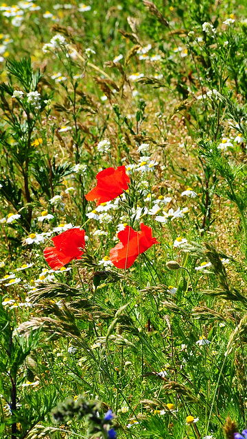 Wiesenblumen