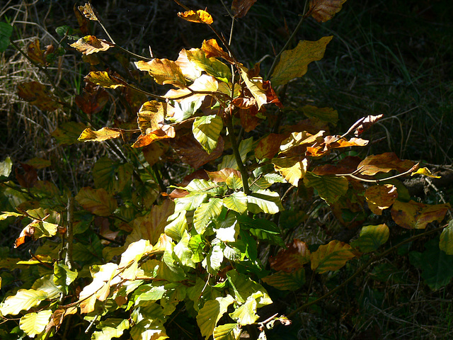 Goldener Oktober im Schwarzer Berg