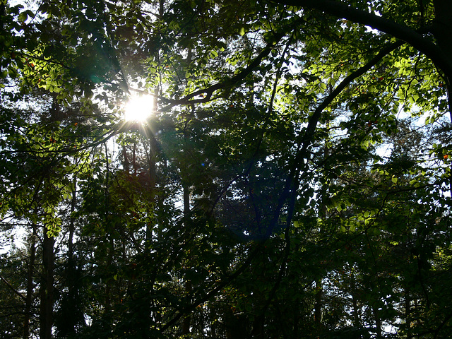 Herbstlicht im Schwarzerberg