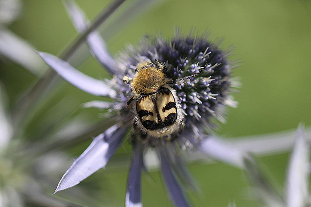 20100715 6564Mw [D~LIP] Pinselkäfer, Bad Salzuflen