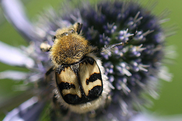 20100715 6565Mw [D~LIP] Pinselkäfer, Bad Salzuflen