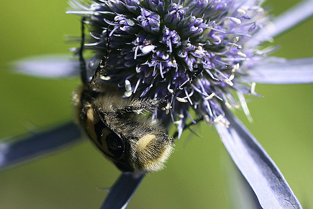 20100715 6572Mw [D~LIP] Pinselkäfer, Bad Salzuflen