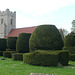 borley church, essex, c16 tower, c11 nave. great topiary, locked church