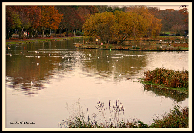 Local nature spot