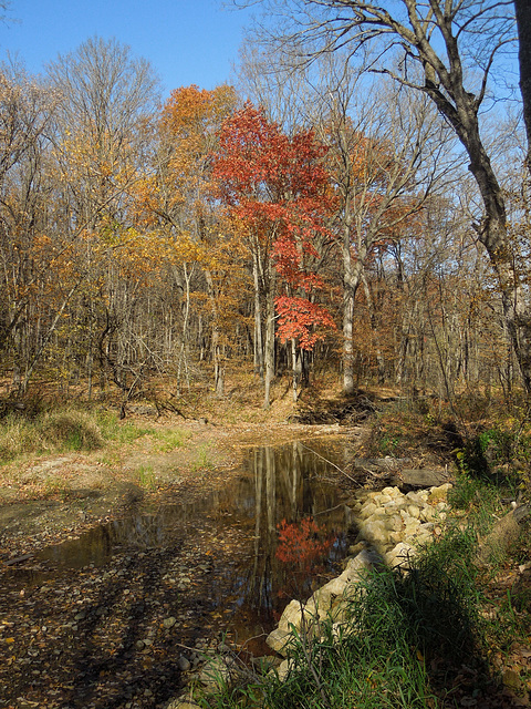 Nerstrand Woods