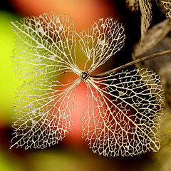 Hortensia