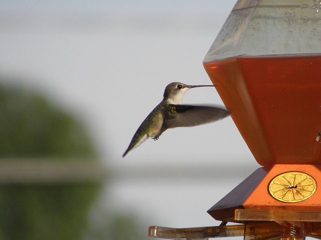 colibri à l'abrevoir