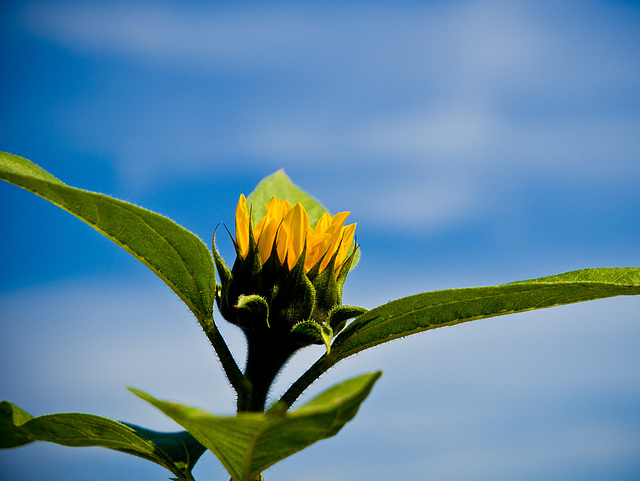 die letzten tage des sommers I