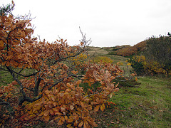 Dünen im Herbst