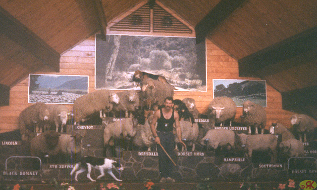1997-07-16 87 Novzelando, ŝafoj