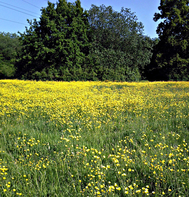 Sea of buttercups