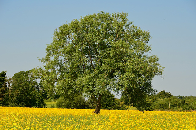 Staffordshire fields