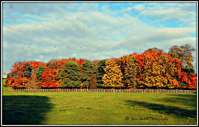 Shades of autumn 2008