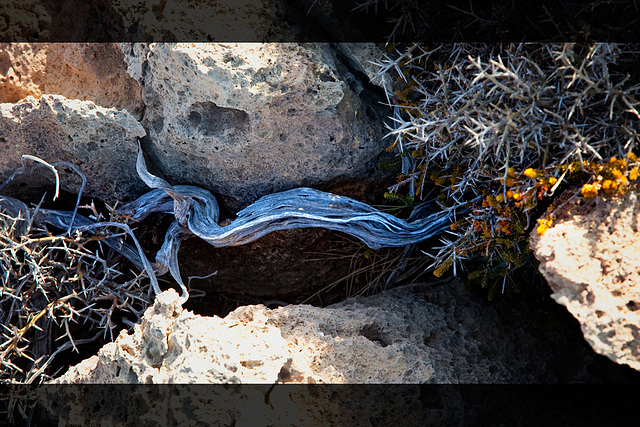 prickles and wooden snakes