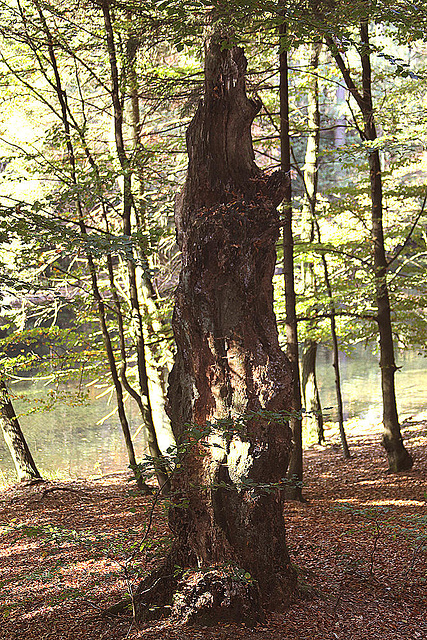20101013 8480Aw [D~LIP] Rotbuche (Fagus sylvatica), Donoperteich, Detmold-Pivitsheide