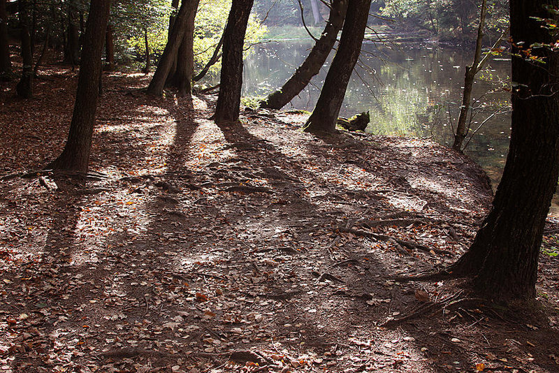 20101013 8472Aw [D~LIP] Donoperteich, Detmold-Pivitsheide