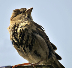 Female Sparrow (Passer domesticus).