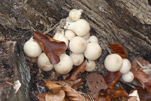 20101013 8461Aw [D~LIP] Pilz, Detmold