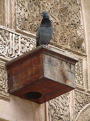 Pigeon Keeping a Lookout