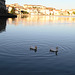 Deux canards faisaient des ronds dans l'eau ...