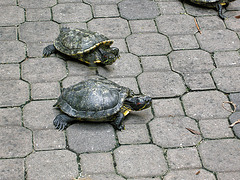 Turtle-Wettrennen