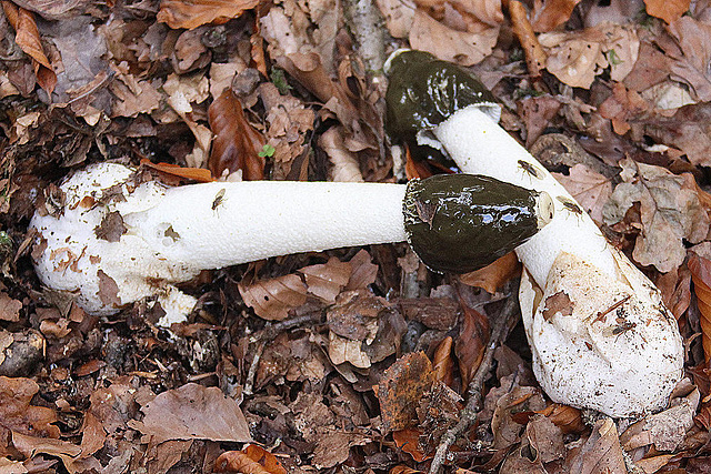 20101013 8448Aw [D~LIP] Stinkmorchel (Phallus impudicus) [Gichtmorchel], Insekten, Donoperteich, Detmold