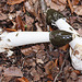 20101013 8448Aw [D~LIP] Stinkmorchel (Phallus impudicus) [Gichtmorchel], Insekten, Donoperteich, Detmold