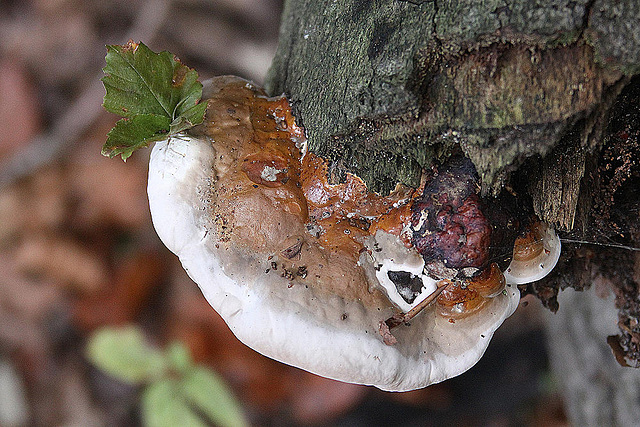 20101013 8447Aw [D~LIP] Pilz, Detmold