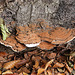 20101013 8441Aw [D~LIP] Flacher Lackporling (Ganaderma lipsiense), Donoperteich, Detmold