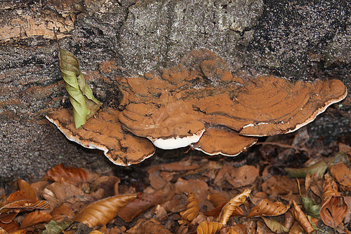 20101013 8440Aw [D~LIP] Flacher Lackporling (Ganaderma lipsiense), Donoperteich, Detmold