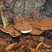 20101013 8440Aw [D~LIP] Flacher Lackporling (Ganaderma lipsiense), Donoperteich, Detmold