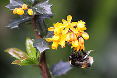 20100520 4030Mw [D~LIP] Dotterberberitze (Berberis 'Stenophylla'), Hummel, Bad Salzuflen