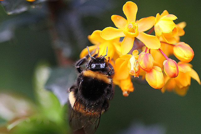 20100520 4031Mw [D~LIP] Dotterberberitze (Berberis 'Stenophylla'), Hummel, Bad Salzuflen