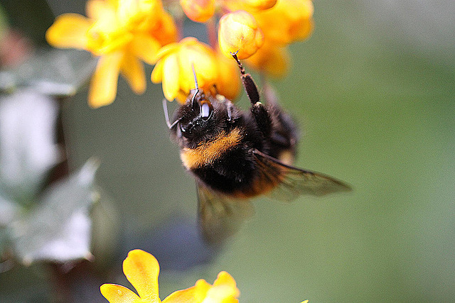 20100520 4033Mw [D~LIP] Hummel, Dotterberberitze, Bad Salzuflen