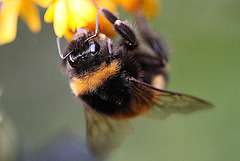 20100520 4034Mw [D~LIP] Hummel, Dotterberberitze, Bad Salzuflen