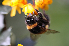 20100520 4035Mw [D~LIP] Hummel, Dotterberberitze, Bad Salzuflen