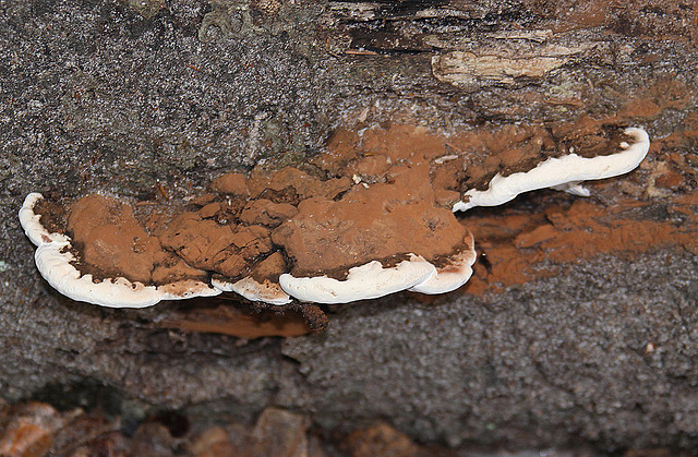 20101013 8439Aw [D~LIP] Flacher Lackporling (Ganaderma lipsiense), Donoperteich, Detmold