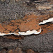 20101013 8439Aw [D~LIP] Flacher Lackporling (Ganaderma lipsiense), Donoperteich, Detmold