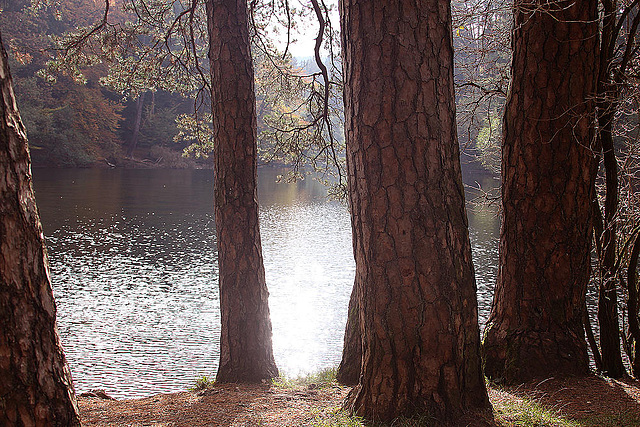 20101013 8436Aaw Donoperteich