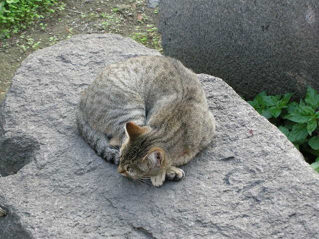 Cat in Catania