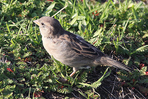 20100923 8377Aw [D~NVP] Zingst, Sperling