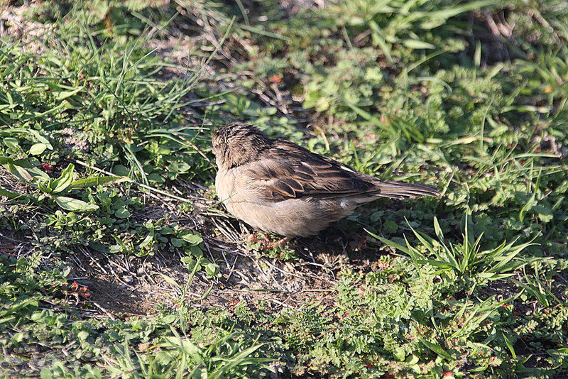 20100923 8375Aw [D~NVP] Zingst, Sperling