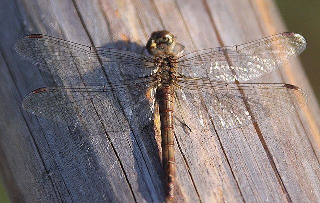 20100923 8371Aw [D~NVP] Gefleckte Heidelibelle (Sympetrum flaveolum), Zingst, Pramort, Boddenland