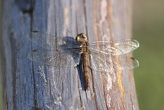 20100923 8370Aw [D~NVP] Gefleckte Heidelibelle (Sympetrum flaveolum), Zingst, Pramort, Boddenland