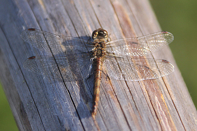 20100923 8368Aw [D~NVP] Gefleckte Heidelibelle (Sympetrum flaveolum), Zingst, Pramort, Boddenland