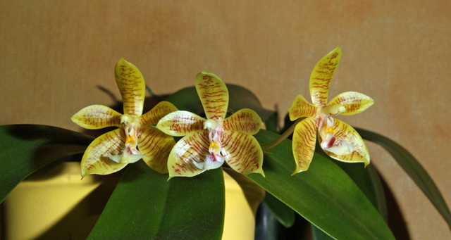 Phal. Man Force