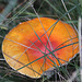 20100923 8353Aw [D~NVP] Roter Fliegenpilz (Amanita muscaria), Zingst, Pramort